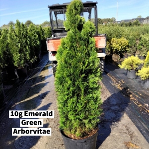 October 2022 10g Emerald Green Arborvitae